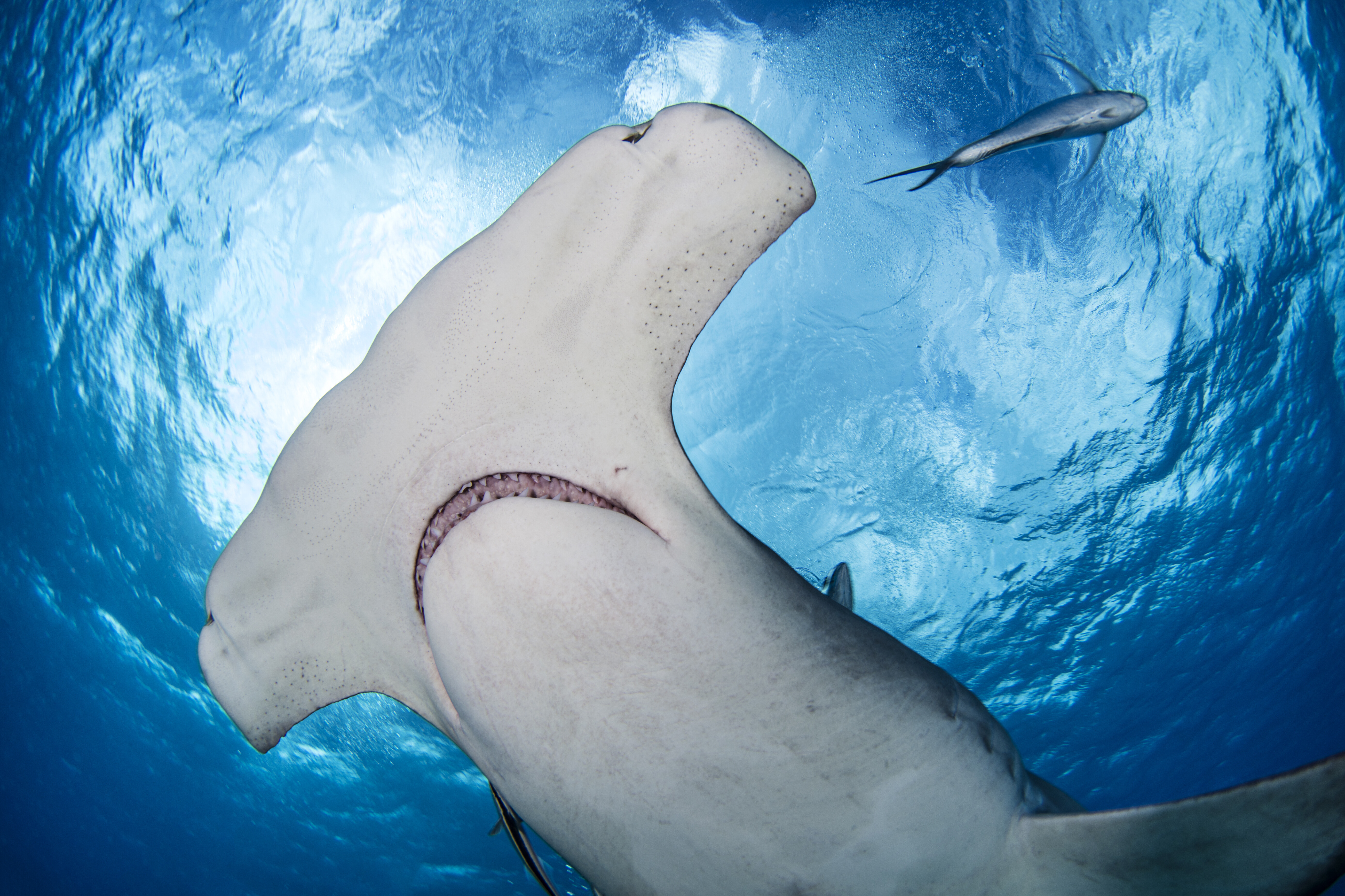 Great Hammerhead Shark